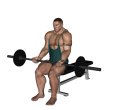 Barbell Curl - Seated