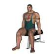Dumbbell Curl - Seated Reverse