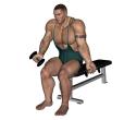 Dumbbell Curl - Seated Straight