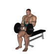 Hammer Curl - Seated Barbell