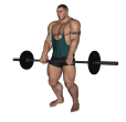 Reverse Curl - Barbell